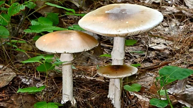 California Resident Dies of Death Cap Mushroom Poisoning; What Is This Deadly Fungi?
