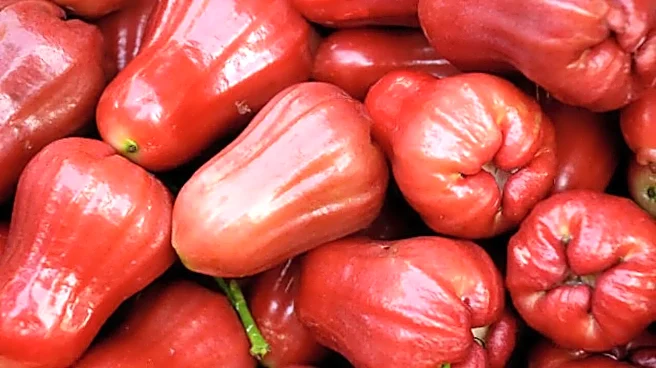 Beat the Heat With Safed Jamun: 93% Water Fruit That Hydrates in Summer