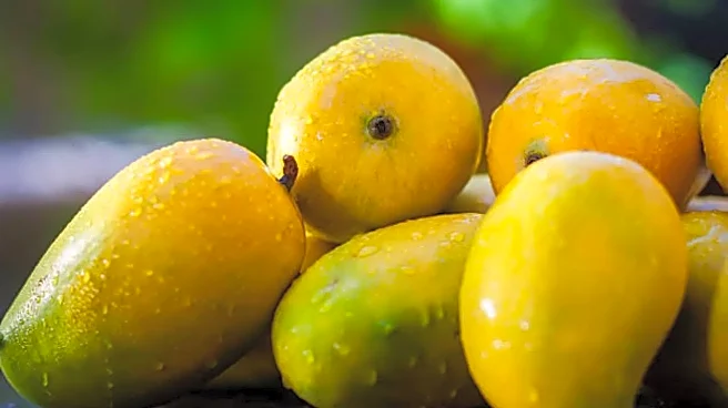 Chemically Ripened Mangoes Alert: How to Spot Fake Mangoes and Avoid Health Risks This Summer