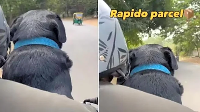 WATCH Rapido Driver Delivers Adorable Dog ‘Parcel’ - Why Cute Pets Give You Serotonin Boost and Reduce Stress