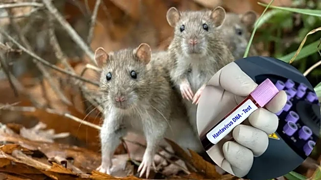 Hantavirus Cases Raise Global Concern - What You Need to Know Now