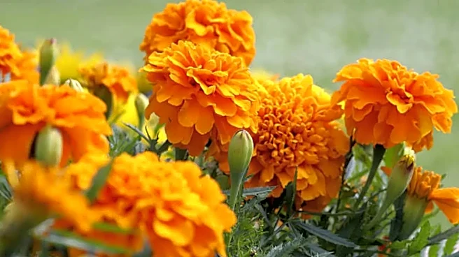 Marigold as Protein? ‘Genda Phool’ Could Be Your Next Superfood