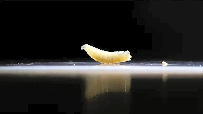 Deadly Flesh-Eating Screwworm Detected In Texas Sparks Major Food Supply Alarm