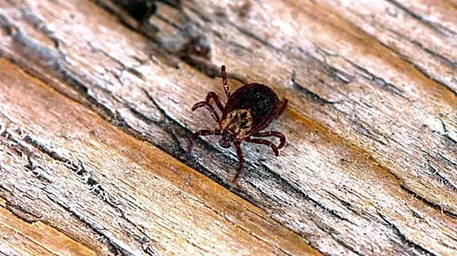 US Doctors Sound Alarm on Alpha-Gal Syndrome as Tick Bite Cases Climb