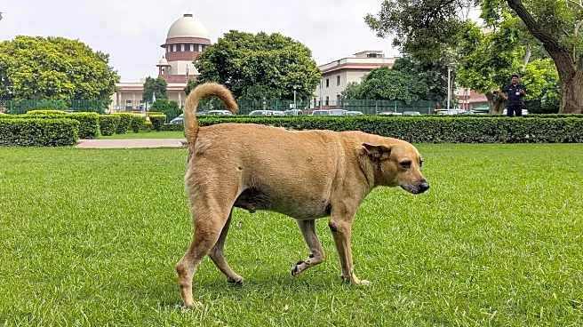 Supreme Court's Fury On States Over Stray Dog Menace: 'India's Image Going Down'