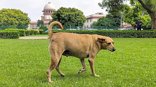 SC Orders Removal of Stray Dogs From Education Centres, Hospitals, Railway Stations; Orders Fencing Of Institutions