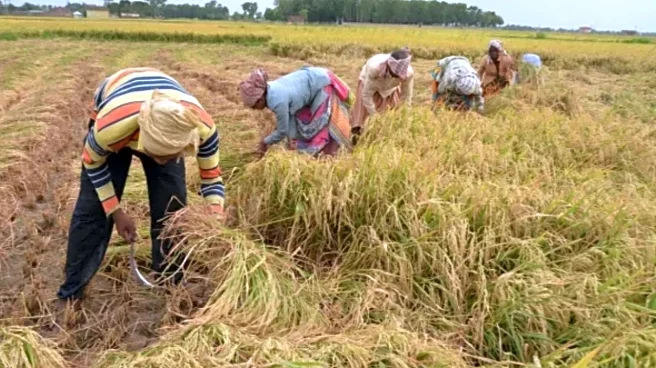 Paddy Procurement Picks Up In Uttar Pradesh: 3 Lakh MT Bought So Far, 51,000+ Farmers Covered