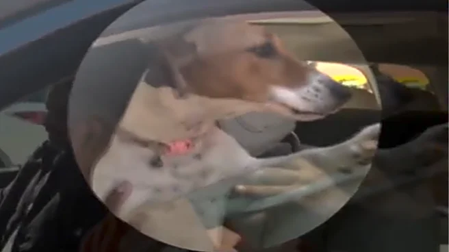 Congress MP Renuka Chowdhury Brings Dog To Parliament- Here's What Happened Next