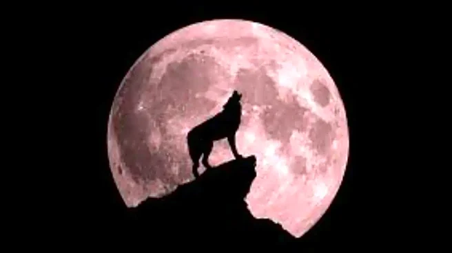 First Full Moon Of 2026: What Is The Wolf Supermoon And Best Time To See It