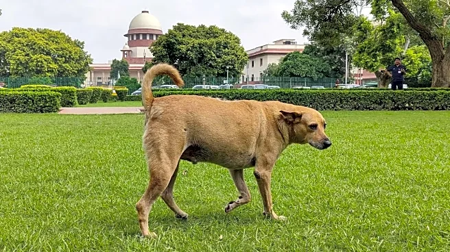 'Cats Will Eat The Rats, Let's Have Lesser Dogs': Decoding SC Remark On Stray Menace