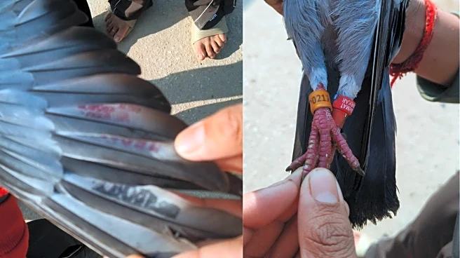 Red-Yellow Rings, Strange Names: What We Know About Mystery Pigeon Caught Near LoC
