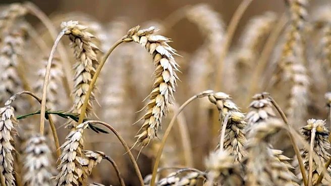 Why India Is Restarting Limited Wheat Product Exports After Three-Year Ban