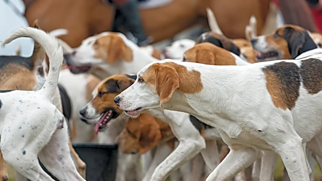 SC’s Big Directive: Euthanasia Allowed For Rabid And 'Dangerous' Stray Dogs