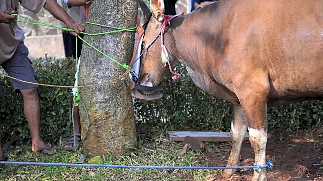 Ahead of Eid, Assam Eid Committees Call for Cow Slaughter-Free Celebrations