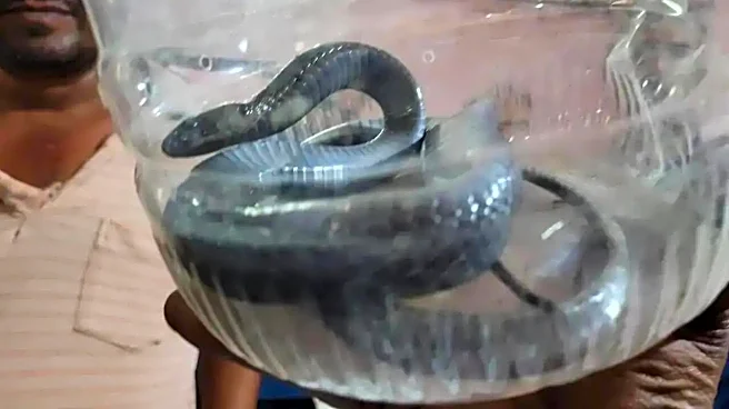 Black Cobra Bites Man, Family Brings Snake To Hospital In Sack, Causing Panic