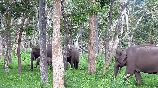 Tamil Nadu's Massive Forest Revival Brings Back Elephants, Deer And Other Species, IAS Officer Shares Video