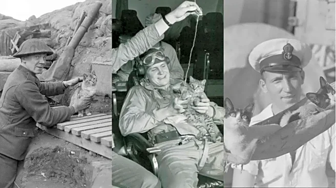 Did You Know Cats Went To World War I And II? They Were 'Hired' For This Reason But Ended Up In Custom Beds And Sailors' Laps