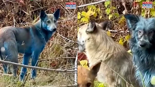 Mystery Surrounds Ukraine’s Chernobyl Exclusion Zone As Dogs Turn Blue In Disaster Zone! Viral Video