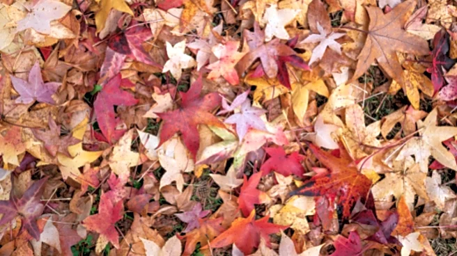 Optical Illusion: Can You Spot The Pine Cone Among Leaves?