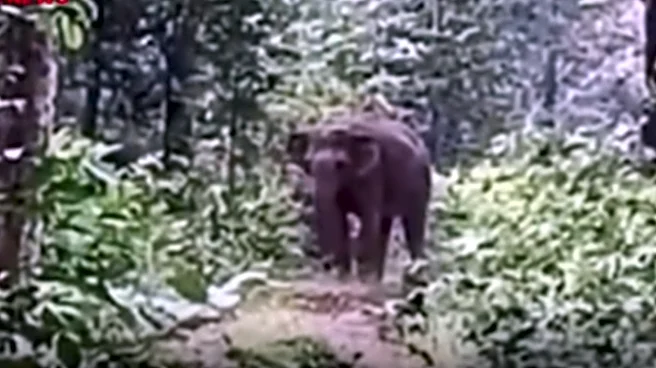 ‘Babu, Jao Jungle Jao’: Chhattisgarh Man Lovely Guides Baby Elephant Into Jungle, Internet Is Moved