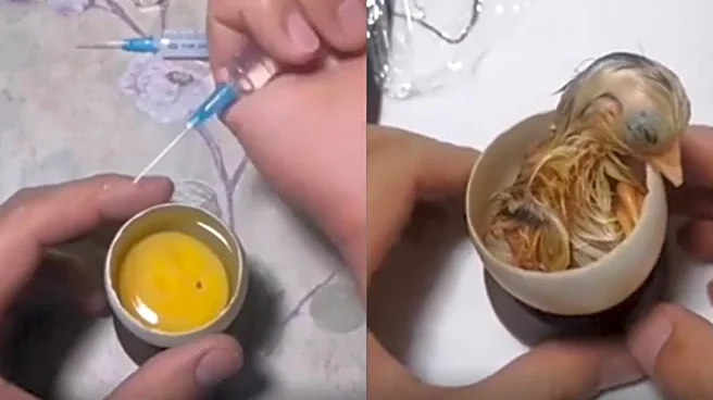 Man Hatches A Chicken Inside Open Egg At Home! Wait, What? Viral Video Leaves Internet Curious