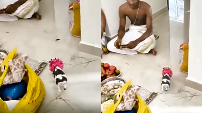 'Modern Problems Need Modern Solutions' Pro Max! Priests Use Toy Cow For Griha Pravesh Ceremony
