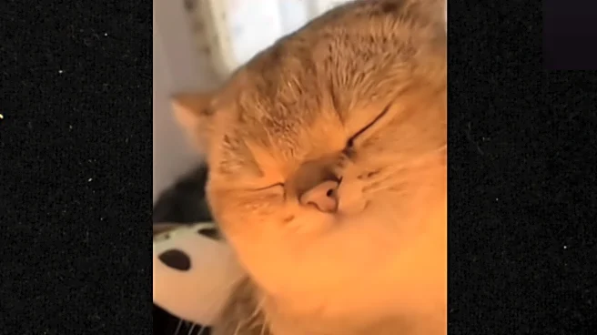 ‘Yapapa Ummm, Yapapa Haane’! Internet Unlocks New ‘Cat Meme’; Turns Into Everyone’s Favourite