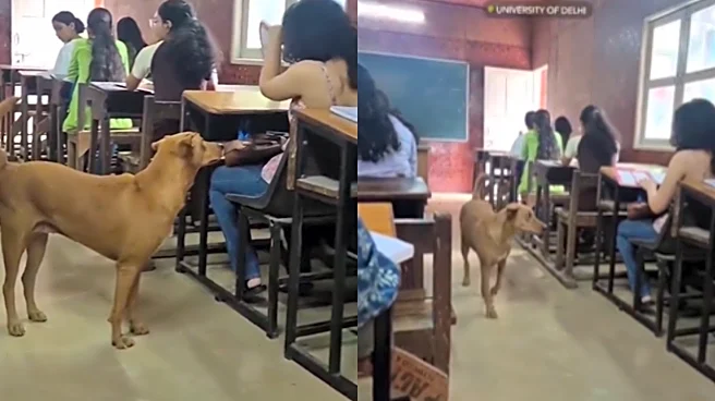 ‘Jalwa Hain Dogesh Bhai Ka’: Stray Dog Casually Roams Inside Delhi University Classroom | VIDEO