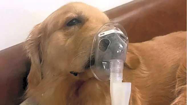 'Air So Sh*t, My Dog Got Bronchitis': Viral Pic Of Golden Retriever On Nebuliser Exposes Delhi's AQI Crisis