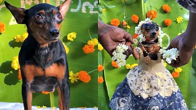 'Mom To Be': Pregnant Pet Dog Gets Traditional Baby Shower From Indian Family | Viral VIDEO