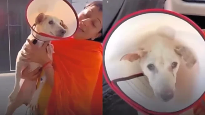 Cutest Video Of The Day! Previously Blind Stray Dog Sees World For First Time After Cataract Surgery