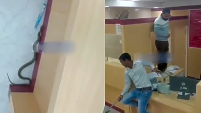Snake Causes Major Panic Inside A Bank! Viral Video Shows Employees Standing On Tables For Their Safety