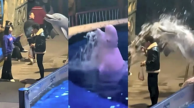 Beluga Whale 'Disciplines' Man Smoking Cigarette Near Aquarium, Splashes Water On Him In Viral Video