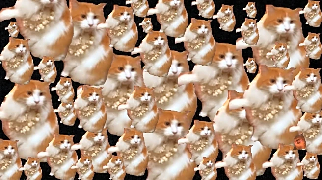 Optical Illusion: Spot The 'Yapapa Ummm, Yapapa Haane' Cat Among The Rest!