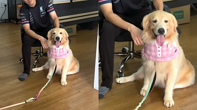 Company Hires ‘Anti-Resignation Specialist’– Golden Retriever To The Rescue! Viral Video