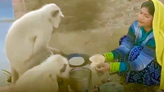 Cutest Viral Video Of The Day: Woman Lovingly Feeds ‘Roti’ To Wild Monkeys!