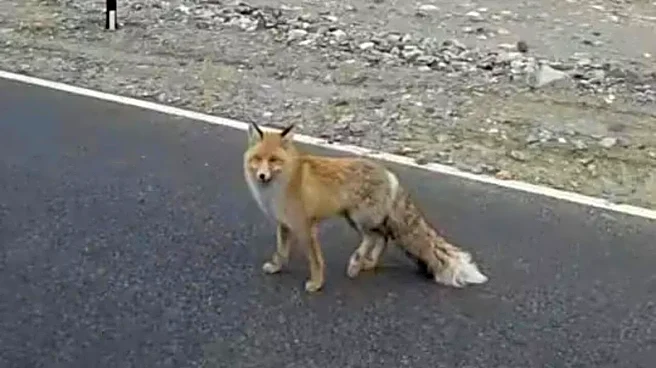 Injured Red Fox Roams Roadside Near Pangong Tso, Internet Reacts | Watch Video