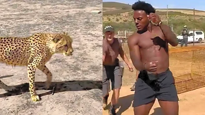 ‘I Raced a Cheetah’: IShowSpeed’s Wildest Stunt Yet Sparks Online Shock | WATCH