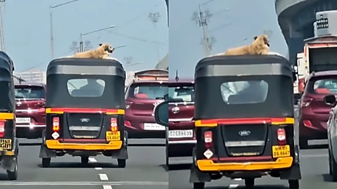 ‘Jalwa Hain Dogesh Bhai Ka’: Mumbai Video Shows Stray Dog Casually Sitting On Speeding Auto’s Roof