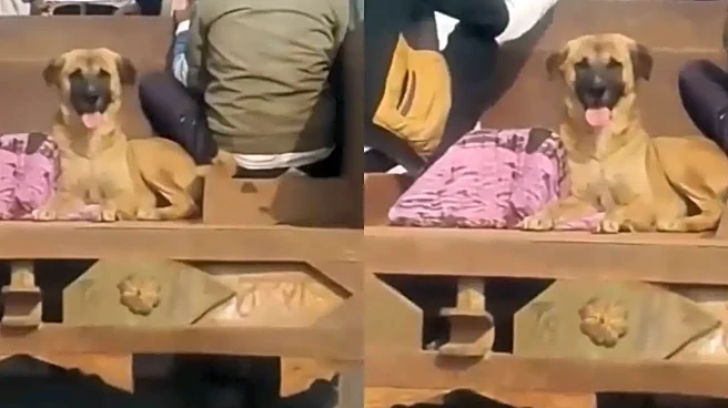Dog Refuses To Leave Owner's Body, Chases Trolley Carrying Him For 4 Km In MP Village