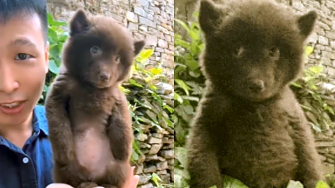 Here’s The Original Video Of ‘Side Eye Bear Cub’ Meme! Viral Clip Is Melting Internet