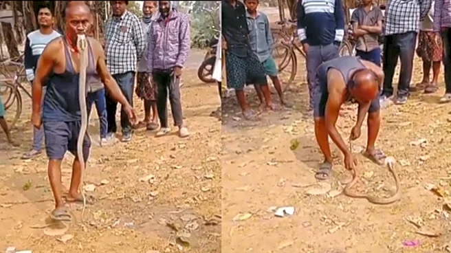Viral Video: Odisha Man Picks Up King Cobra With His Mouth! You Won’t Believe What Happened Next…