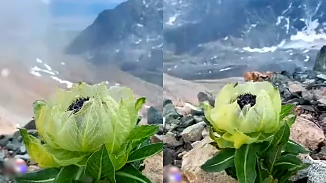 Snow Lotus: Flower That Blooms Once In 8 Years & Survives Cold Above 10,000 Feet