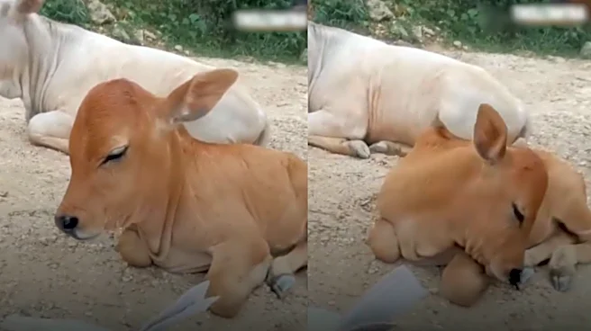 Video Of The Day! Calf Struggles To Stay Awake After Owner Placed Book In Front Of It