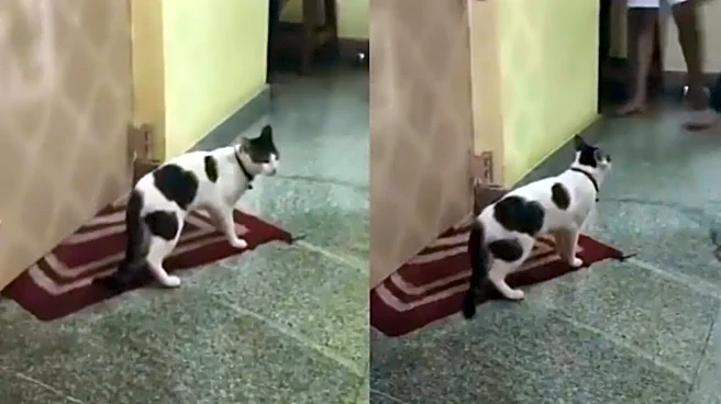 Bengaluru Cat Owners Fight Over Custody Of 4 Kittens, Police Step In To Resolve Matter