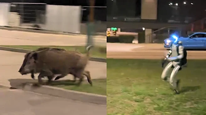 Viral Video Of Humanoid Robot Running Behind Pigs In Poland Confuses Internet