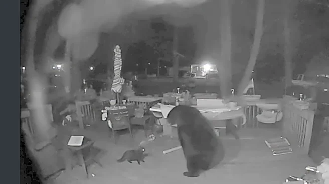 VIDEO: Pet Cat Named T’Challa Stands Up Against A Bear, Scares It Away