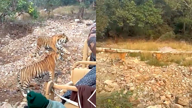 Safari Crowd Comes Dangerously Close To Clashing Tigers; ‘Is This Even Allowed?’