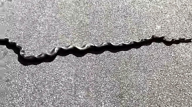 ‘Never Seen Snake Look Like This Before’: ‘Curly Snake’ Confuses Internet