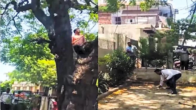 Monkey’s Rs 2 Lakh Heist Leads To 'Money Rain,' UP Crowd Scrambles For Notes | WATCH